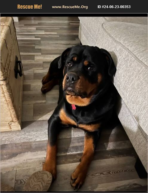 ADOPT 24062300353 ~ Rottweiler Rescue ~ WIMBERLEY, TX