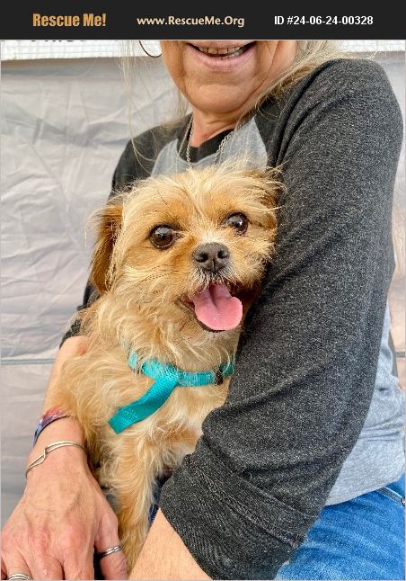 ADOPT 24062400328 ~ Yorkie Rescue ~ Grand Terrace, CA