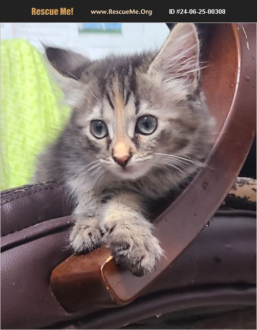 Ooglecat Rescue ADOPT 24062500308 ~ Domestic Cat Rescue ~ MARIETTA, GA