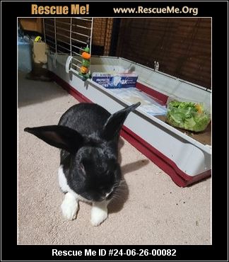 - Massachusetts Rabbit Rescue - ADOPTIONS - Rescue Me!
