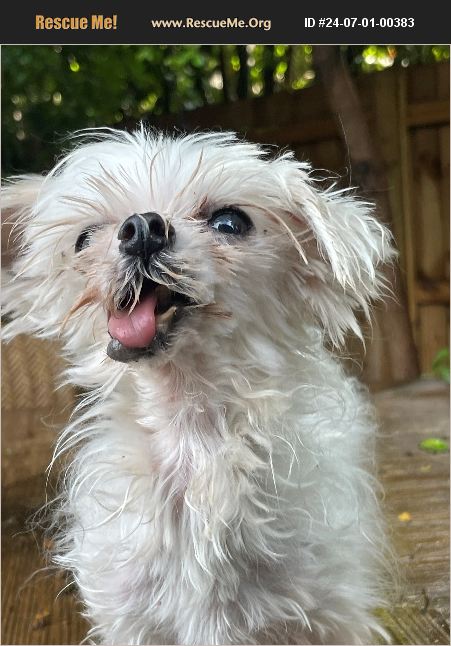 ADOPT 24070100383 ~ Maltese Rescue ~ Sarasota, FL