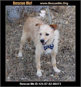 - Texas Norfolk Terrier Rescue - ADOPTIONS - Rescue Me!