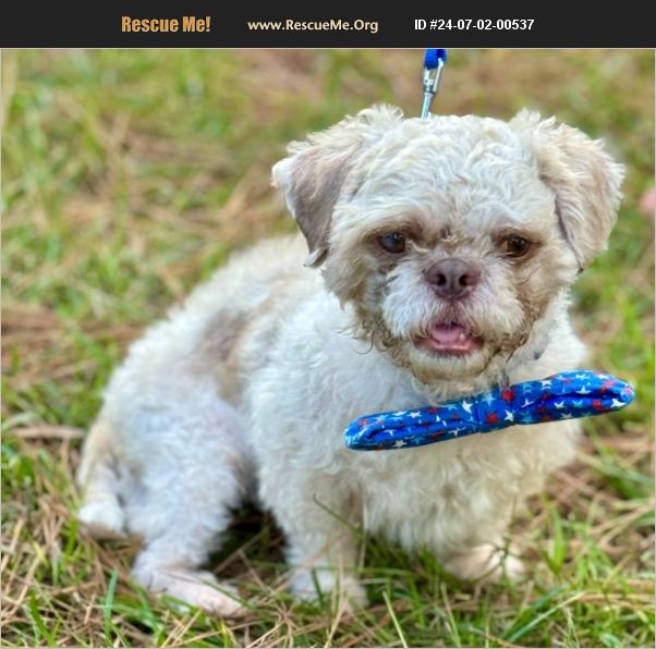 ADOPT 24070200537 ~ Shih Tzu Rescue ~ Jesup, GA