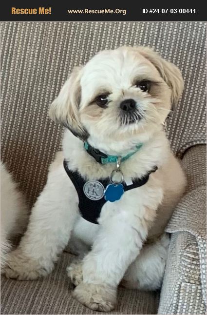 ADOPT 24070300441 ~ Shih Tzu Rescue ~ Nantucket, MA