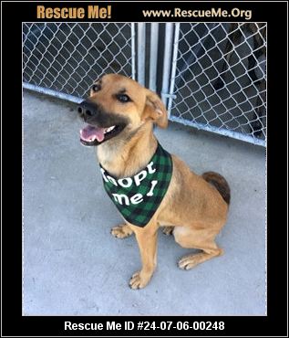 Missouri Rescue - Missouri Dog Rescue - ADOPTIONS - Rescue Me!