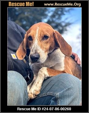 - Connecticut Dog Rescue - ADOPTIONS - Rescue Me!
