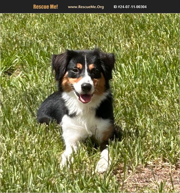 ADOPT 24071100304 ~ Australian Shepherd Rescue ~ Ocala, Fl, FL