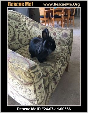 - Pennsylvania Rabbit Rescue - ADOPTIONS - Rescue Me!