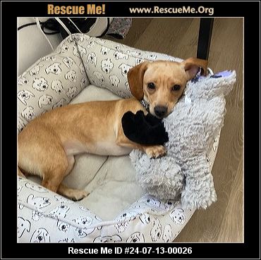 - California Dachshund Rescue - ADOPTIONS - Rescue Me!