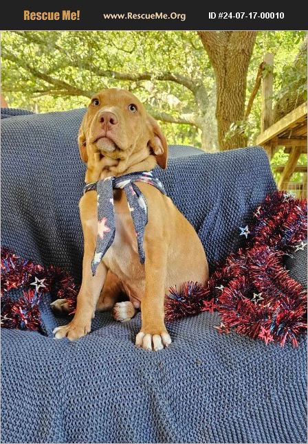 ADOPT 24071700010 ~ Lab Rescue ~ Seattle, WA