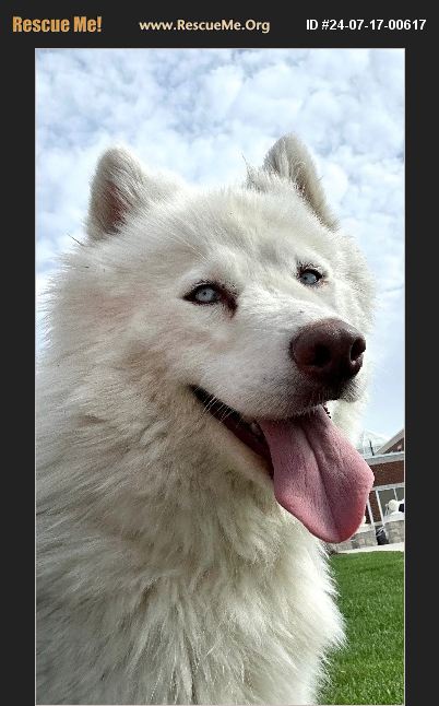 ADOPT 24071700617 ~ Samoyed Rescue ~ Denver County, CO