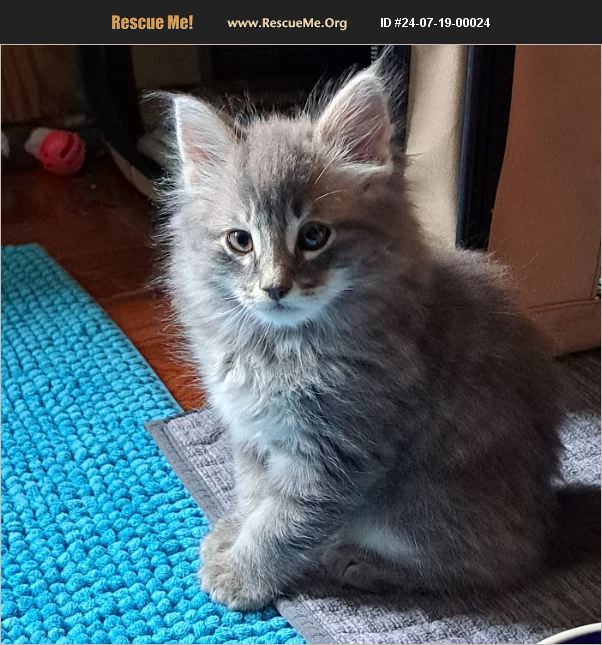 ADOPT 24071900024 ~ Maine Coon Rescue ~ Sidney, BC, Canada