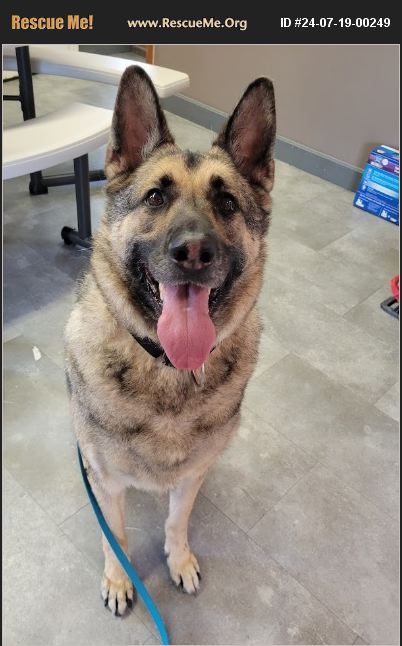 ADOPT 24071900249 ~ German Shepherd Rescue ~ Lisbon, OH