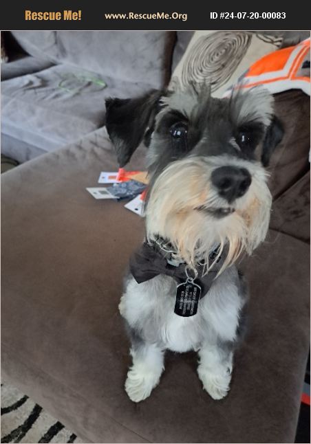 ADOPT 24072000083 ~ Schnauzer Rescue ~ Shawnee, KS