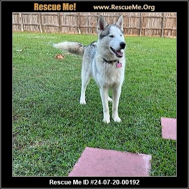 - Florida Siberian Husky Rescue - ADOPTIONS - Rescue Me!