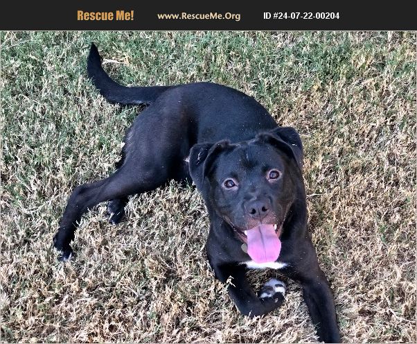 ADOPT 24072200204 ~ Lab Rescue ~ Scottsdale, AZ