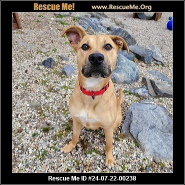 - Connecticut Dog Rescue - ADOPTIONS - Rescue Me!