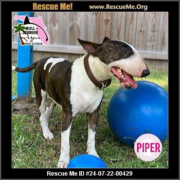 - Florida Bull Terrier Rescue - ADOPTIONS - Rescue Me!