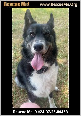 - Connecticut Dog Rescue - ADOPTIONS - Rescue Me!
