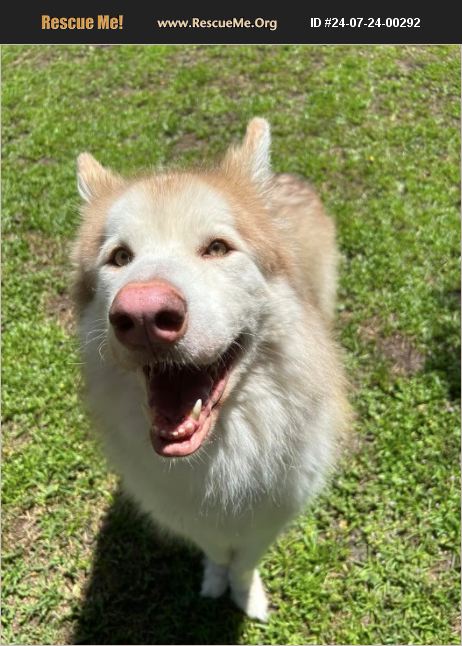 ADOPT 24072400292 ~ Alaskan Malamute Rescue ~ Jupiter, FL