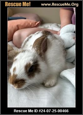 - Nebraska Rabbit Rescue - ADOPTIONS - Rescue Me!