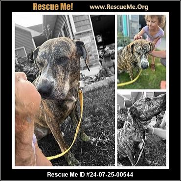 Wisconsin Rescue Dogs - Wisconsin Dog Rescue - ADOPTIONS - Rescue Me!
