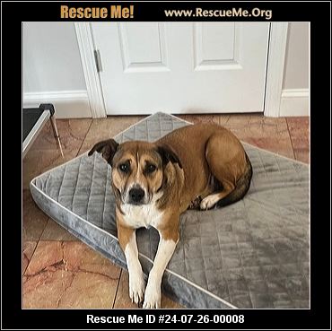 - Connecticut Dog Rescue - ADOPTIONS - Rescue Me!