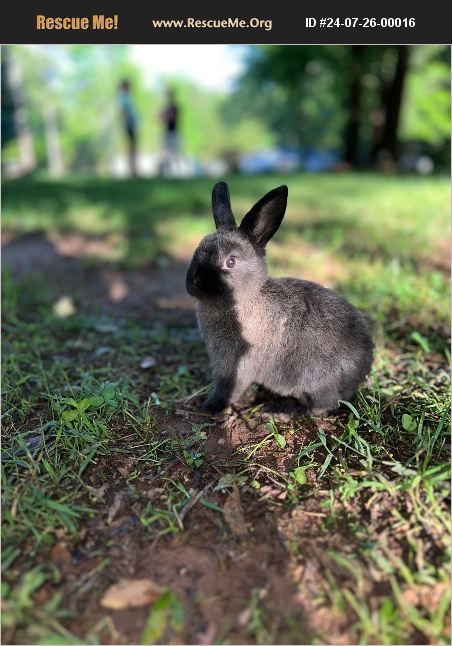 ADOPT 24072600016 ~ Rabbit Rescue ~ Charlotte, NC