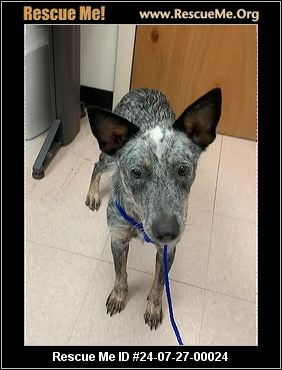 - Florida Australian Cattle Dog Rescue - ADOPTIONS - Rescue Me!