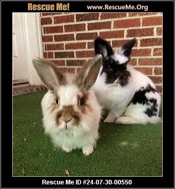 - Pennsylvania Rabbit Rescue - ADOPTIONS - Rescue Me!