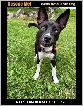 - Connecticut Dog Rescue - ADOPTIONS - Rescue Me!