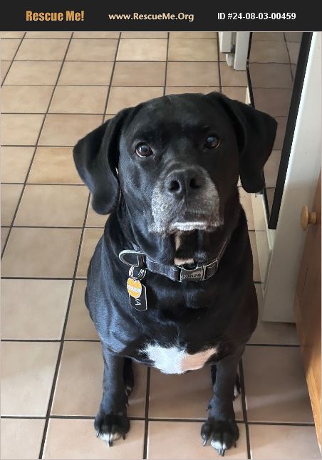 ADOPT 24080300459 ~ Lab Rescue ~ Peoria, AZ