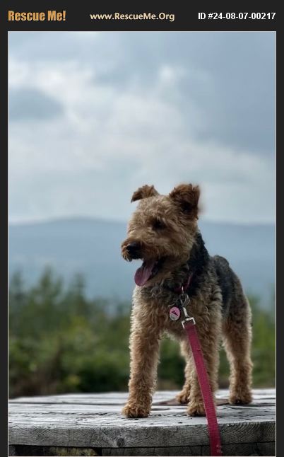 ADOPT 24080700217 ~ Welsh Terrier Rescue ~ Colchester, VT