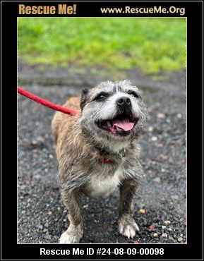 - Connecticut Dog Rescue - ADOPTIONS - Rescue Me!
