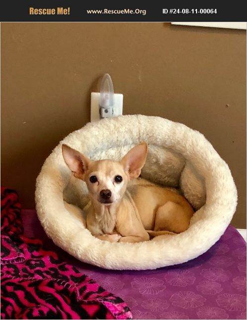 ADOPT 24081100064 ~ Chihuahua Rescue ~ Stuart, FL