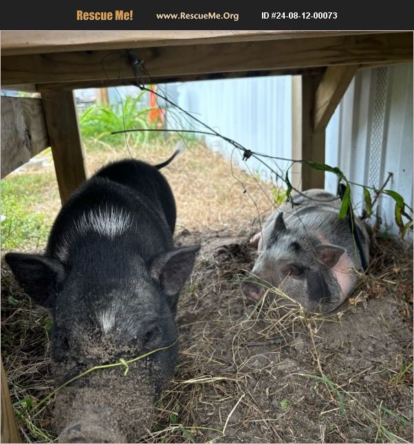 ADOPT 24081200073 ~ Farm Animal Rescue ~ Mims, FL