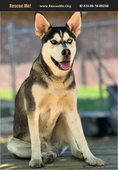 ADOPT 24081600248 ~ Alaskan Malamute Rescue ~ Albertville, AL