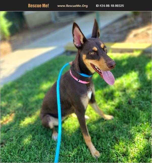 ADOPT 24081800325 ~ Pharaoh Hound Rescue ~ costa mesa, CA