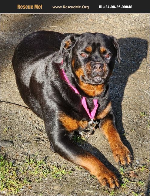 ADOPT 24082500048 ~ Rottweiler Rescue ~ Soldotna, AK