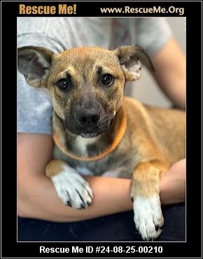 - New Jersey Dog Rescue - ADOPTIONS - Rescue Me!