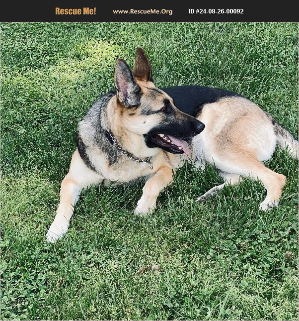 ADOPT 24082600092 ~ German Shepherd Rescue ~ Rustburg, VA