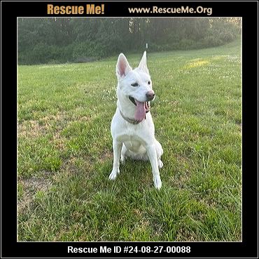- Connecticut Dog Rescue - ADOPTIONS - Rescue Me!