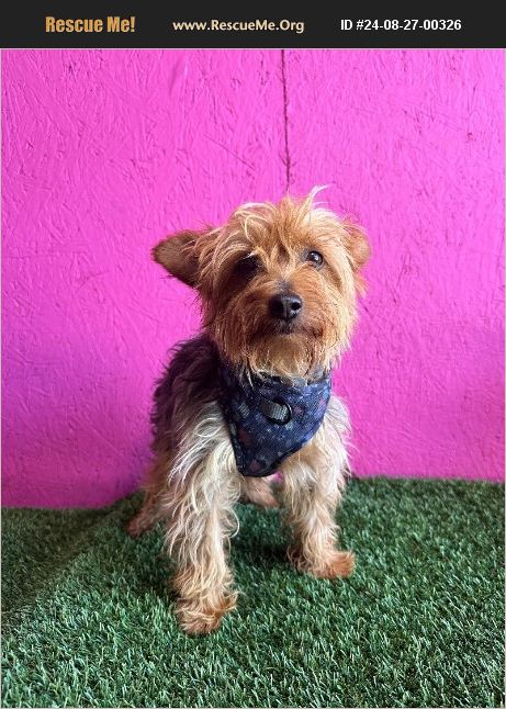 ADOPT 24082700326 ~ Yorkie Rescue ~ Carlsbad, CA