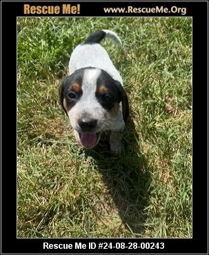 Missouri Rescue - Missouri Dog Rescue - ADOPTIONS - Rescue Me!