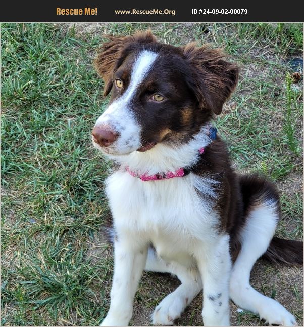 ADOPT 24090200079 ~ Border Collie Rescue ~ Lakewood, CO