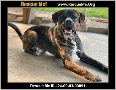 Missouri Rescue - Missouri Dog Rescue - ADOPTIONS - Rescue Me!