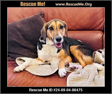 - Connecticut Dog Rescue - ADOPTIONS - Rescue Me!