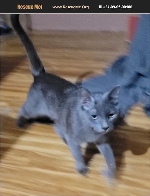 Percephony Rescued ADOPT 24090500160 ~ Russian Blue Rescue ~ Kearny, AZ