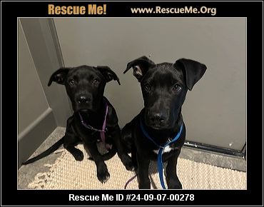 Lab Mix Rescue - California Lab Rescue - ADOPTIONS - Rescue Me!