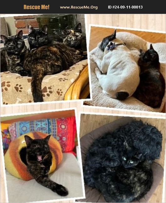 ADOPT 24091100013 ~ Domestic Cat Rescue ~ Riverside County, CA